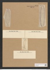 Surirella breuteliana Rabh. (de-Toni-Nr.: Genus 53, Species 2225) Zeichnungen Sammlung Grunow Nr. 4642 (NHMW-BOT-W0372699)